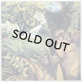 PEKKA STRENG/PUUTARHASSA