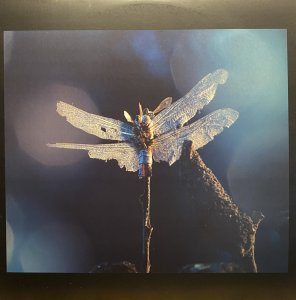 画像1: AMON TOBIN/SURGE (1)